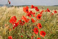 Klatschmohn